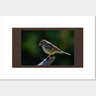 Lark Sparrow Early Morning Posters and Art